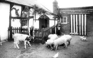 Runcorn: Runcorn, Feeding the Animals 1929