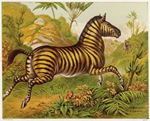 Zebras: ZEBRA