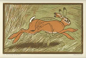Hares: The Running of the Hare