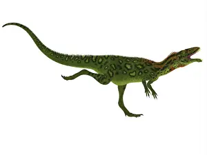 Abelisaur: A running Masiakasaurus dinosaur