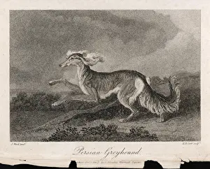 Saluki: RUNNING SALUKI
