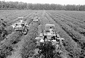 Farms: Runovsky State Farm