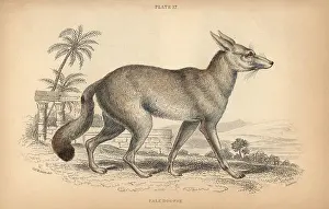Lizars: Ruppell's fox, Vulpes rueppellii