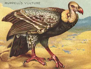 Vulture: Ruppell's Vulture