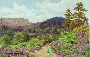 Hindhead: Rural pathway, Hindhead, Surrey