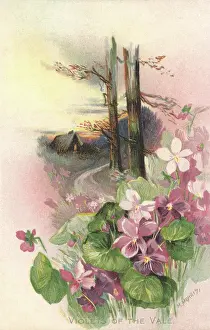 Mittie: Rural Scene