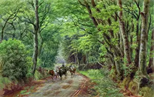 Hindhead: Rural scene with cattle, Hindhead, Surrey