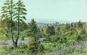 Hindhead: Rural scene, Hindhead, Surrey