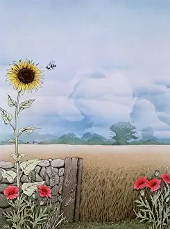 Malcolm Greensmith Collection: Rural scene with sunflower and poppies