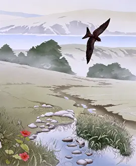 Malcolm Greensmith Collection: Rural scene with swallow and stream