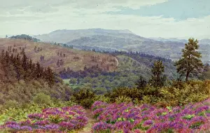 Hindhead: Rural scenery, Hindhead, Surrey