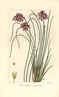 Bessa: Rush lily, Sowerbaea juncea, native to Australia