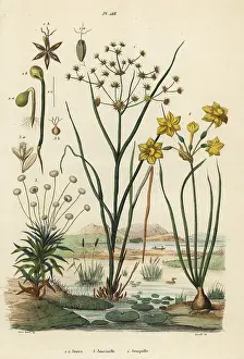 Jointed: Rushes, pipewort and rush daffodil