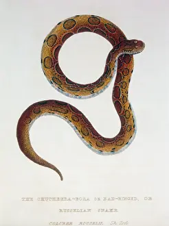 Cuvier: Russelian Snake (Coluber Russelii)