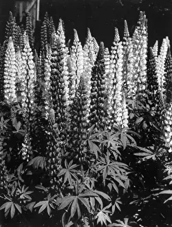 Experimented: RUSSELL LUPINS