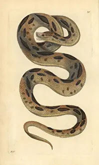 Viper: Russel's viper, Daboia russelii Endangered