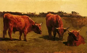 Shaggy: Russet Red Oxen
