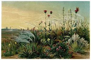 Pennata: RUSSIA/STEPPE SCENE