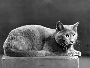 Outstanding: RUSSIAN BLUE CAT
