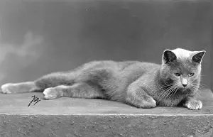 Reclines: RUSSIAN BLUE LYING DOWN