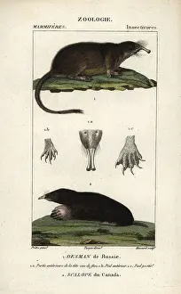 Moschata: Russian Desman, Desmana moschata (vulnerable)
