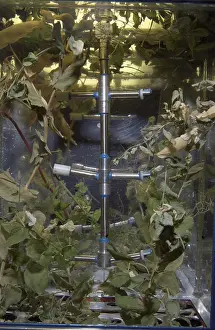 Lada: Russian Lada greenhouse on the International ?