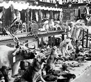 Taxidermy: Russian Pavilion, Exposition Universelle, Paris, 1889