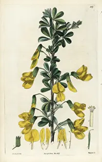 Shrubby: Russian peashrub, Caragana frutex