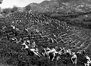 Batumi: RUSSIAN TEA PLANTATION