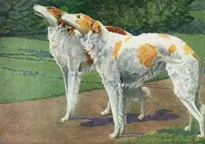Wolfhounds: Russian Wolfhounds