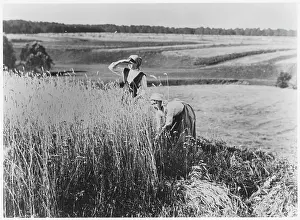 RUSSIANS HARVESTING