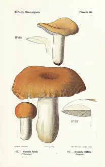 Bessin: Russula mushrooms
