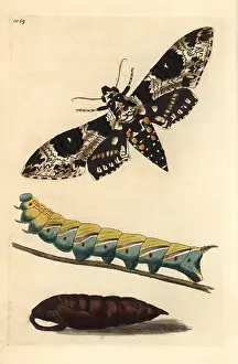 Rustica: Rustic sphinx, Manduca rustica