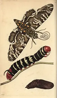 Pupa: Rustic sphinx moth, caterpillar and pupa, Manduca rustica
