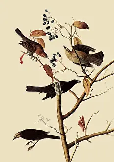 Nearly: Rusty Blackbirds