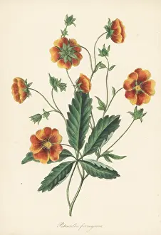 Volume 5: Rusty-brown flowered cinquefoil, Potentilla ferruginea