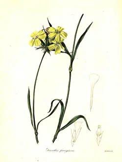 Ferrugineus: Rusty pink, Dianthus ferrugineus