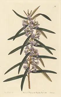 John Lindley: Rusty pods, Hovea longifolia