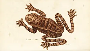 Rana: Rusty tree frog, Hypsiboas boans