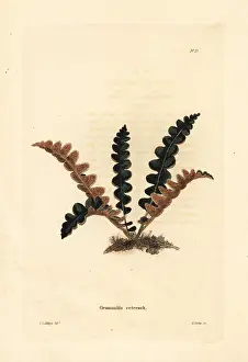 Officinarum: Rustyback fern, Ceterach officinarum