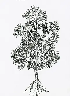 Horticultural: Ruta Graveolens, Alchemy Plant