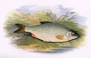 Roach: Rutilus rutilus, or Common Roach