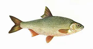 Brackish: Rutilus rutilus, or Common Roach