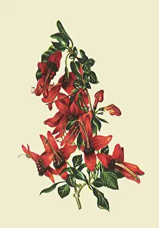 Waxy: Ruttya Fruticosa