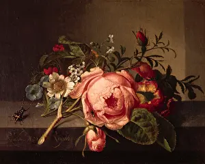 Biene: Ruysch, Rachel, (1664 -
