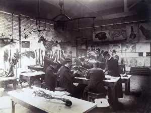 Dissecting: RVC/DISSECTING ROOM