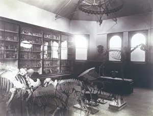 Virginia Hobday: RVC/MUSEUM 1891