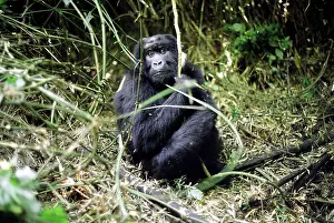 Rwanda: Rwanda, 2000: Gorrilla. Sabingo Group, Mount Sabingo