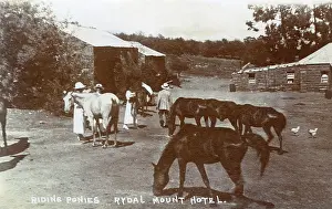 Ponies: Rydal Mount Hotel, Orange River Colony, South Africa