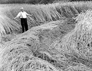 Steinbeck: Rye fields devastated by the British Army